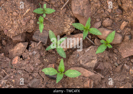 Marijuana sprouts being born in a Moroccan crop Stock Photo