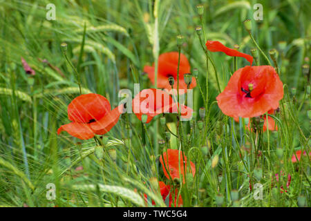 Poppy flowers growing on the barley field in early summer Stock Photo