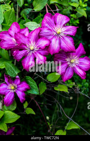 Pink clematis flowers in a garden, Germany Stock Photo