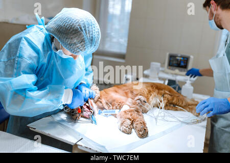 Veterinarians prepare the dog for an operation to clean the teeth. The dog is anesthetized on the operating table. Pet dentology concept. Stock Photo