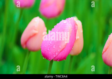 Macro flower picture of young pink tulip with blurred green background. Raindrops, morning dew drops on colorful petals. Holland tulips. Netherlands, Dutch. Beautiful flowers. Stock Photo