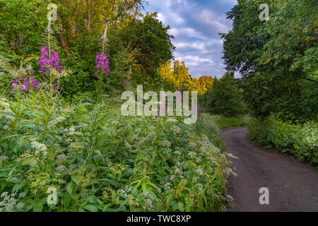 The road in the forest through the blooming lupins. The nature of Russia. Istra district of Moscow region. Stock Photo