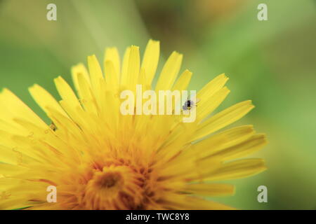 Fruit fly on dandelion Stock Photo