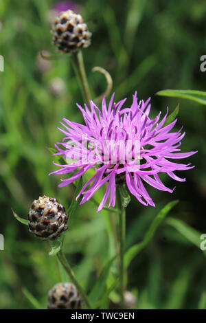 The beautiful pink flower and buds of Centaurea jacea, also known as Brown knapweed. A native open woodland plant of Europe, close up in a natural out Stock Photo