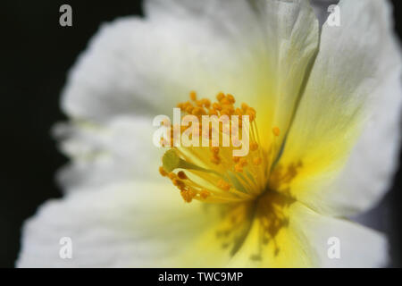Extreme close up image of the lovely white flower of Helianthemum apenninum also known as rock rose or sun rose. Stock Photo