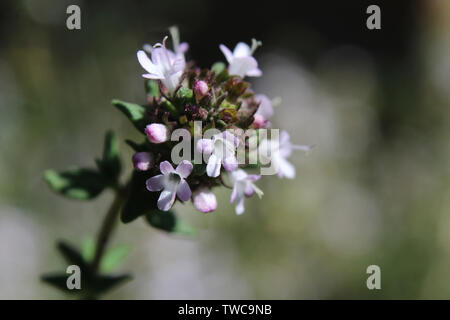 Extreme close up image of the tiny flowers of Thymus vulgaris also known as common, garden or English thyme. Selective focus with copyspace. Stock Photo