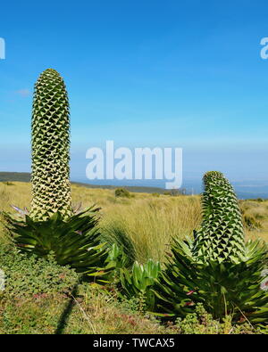 Giant Lobelia plants in Mount Kenya Stock Photo