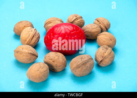 Walnuts like healthy food for the brain. Shape of human brain is surrounded by walnut kernels. It symbolizes how brain similarity with walnuts and pro Stock Photo