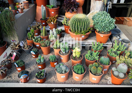 Cacti in pots on a table display for sale at a garden nursery near Matosinhos Porto Portugal Europe EU    KATHY DEWITT Stock Photo