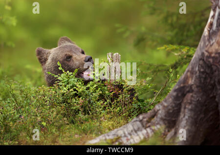 Eurasian brown bear cub eating a blueberry in boreal forest on a sunny afternoon, Finland. Stock Photo