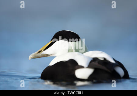 Close-up of a male common eider (Somateria mollissima), Norway. Stock Photo
