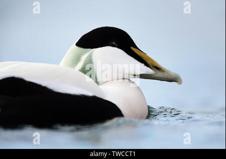 Close-up of a male common eider (Somateria mollissima), Norway. Stock Photo
