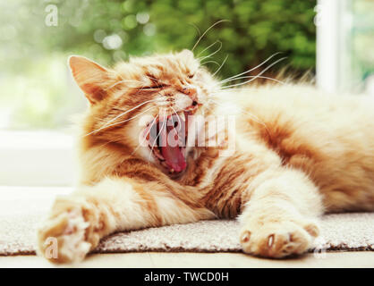 Close-up of a yawning cat on a lazy summer morning, UK. Stock Photo