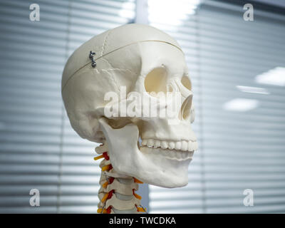 Human internal organs dummy, training dummy, detail of the face, thorax ...