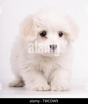 Portrait of maltese dog looking at camera isolated on white bakcground Stock Photo