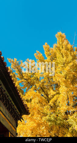 Autumn scenery of the Forbidden City Stock Photo