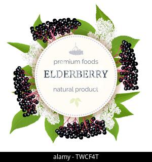 Elderberry Round Circle badge with twig, berries, leaves, flowers. Sambucus nigra. black elder plant, European elderberr Stock Vector