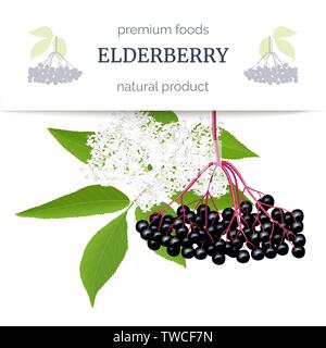 Elderberry stripe label with twig, berries, leaves, flowers. Sambucus nigra. black elder plant, European elderberry Stock Vector