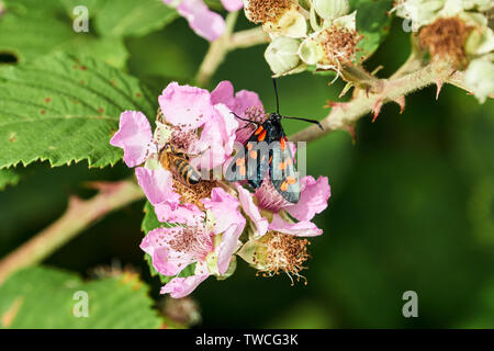 Bee and butterfly on the blackberry bush flowers in Greece Stock Photo
