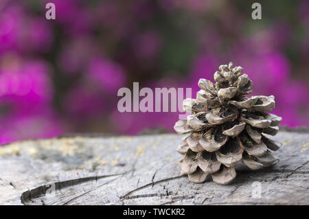 Image with a pine cone on a cut trunk and purple background Stock Photo