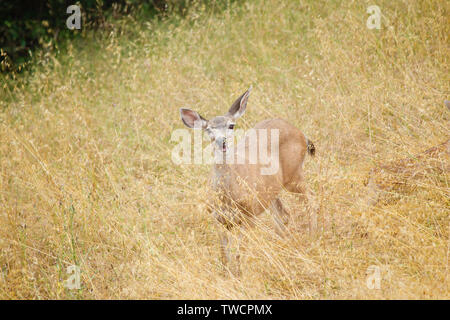 Black tailed Doe in Tall Dead Grass