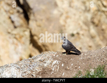 Peregrine Falcon Juvenile Perched on a Rock Stock Photo