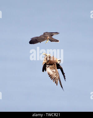 Peregrine Falcon Juveniles Play Fighting in Air Stock Photo