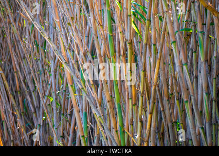 Natural reeds in a natural reserve Stock Photo