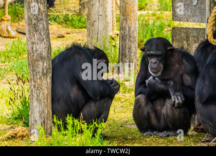 closeup of two western chimpanzees sitting against a tree trunk, critically endangered primate specie from Africa Stock Photo