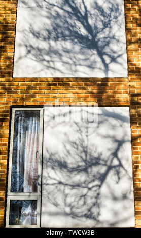 shadows of tree branches and leaves on urban walls in bright sunlight Stock Photo
