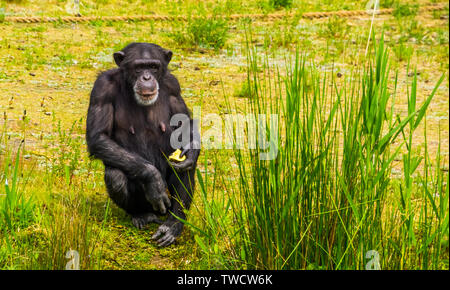 closeup portrait of a western chimpanzee holding some food, zoo animal feeding, critically endangered primate specie from Africa Stock Photo