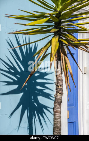shadows of tree branches and leaves on urban walls in bright sunlight Stock Photo