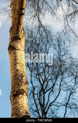 White birch bark ,golden in low sunlight,against blue sky and dark trees on london street Stock Photo