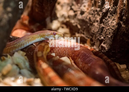 Corn snake or Pantherophis guttatus in zoo tank close Stock Photo