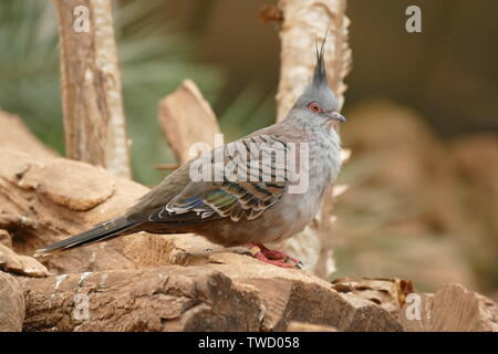 Speckled mousebird Stock Photo