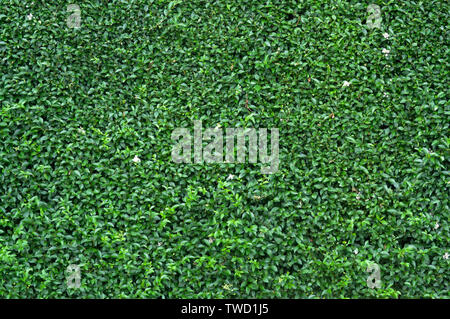 Green leaves wall texture for backdrop design Stock Photo