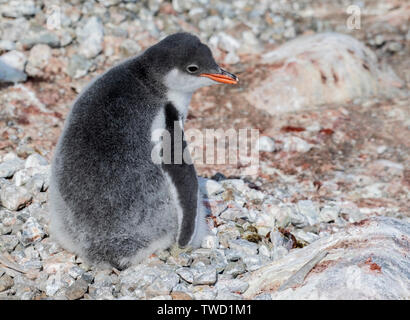 Gentoo Penguin, single chick resting on ground, Cuverville Island, Antarctica 25 January 2019 Stock Photo