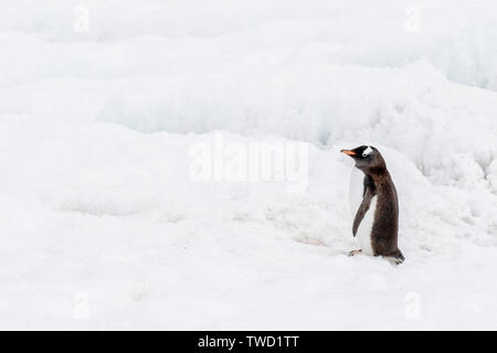 gentoo penguin (Pyoscelis papua), adult standing on ice, Antarctica Stock Photo