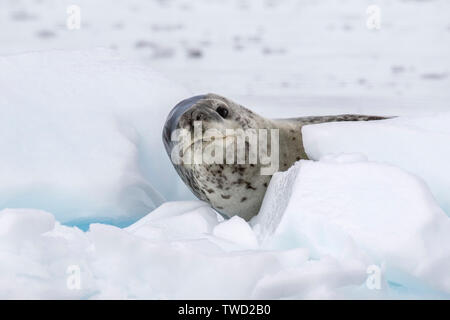 Leopard Seal, adult lying on ice, Wilhelmina Bay, Antarctica 26 January 2019 Stock Photo