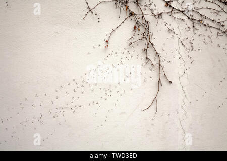 black dry loach on white plaster wall texture closeup Stock Photo