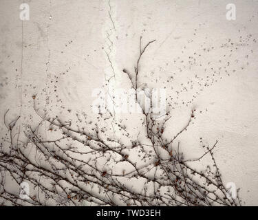 black dry loach on white plaster wall texture closeup Stock Photo