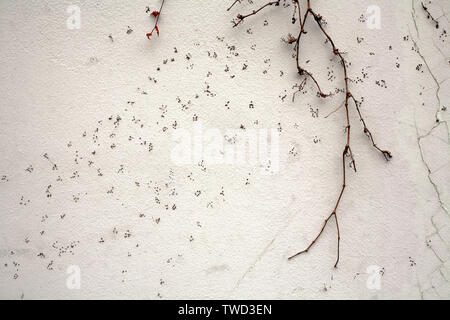 black dry loach on white plaster wall texture closeup Stock Photo