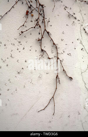 black dry loach on white plaster wall texture vertical closeup Stock Photo