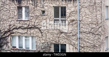 black dry loach on white plaster house wall texture Stock Photo