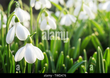 Spring snowdrops in a forest illuminated by morning sun Stock Photo