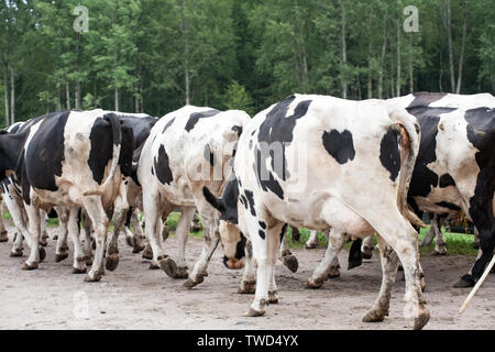 herd of cows walking down the road Stock Photo