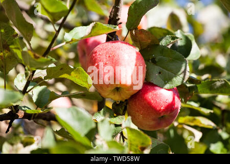 two big red apples on orchard tree branches closeup Stock Photo
