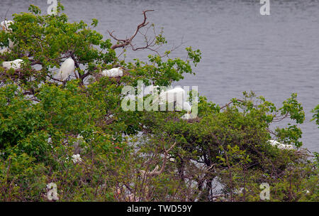 Great (also known as Common) Egrets tend their nests in a protected island rookery, Smith Oaks Bird Sanctuary, High Island, Texas. Stock Photo