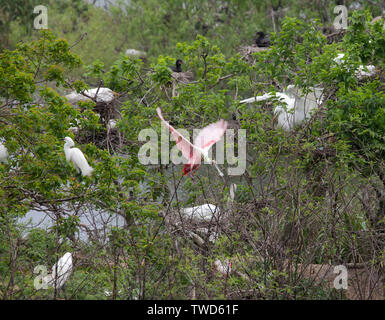 Roseate Spoonbill on the wing at Smith Oaks Bird Sanctuary, High Island, Texas.Surrounding nesting birds include Great (common, white) Egrets  and Neo Stock Photo