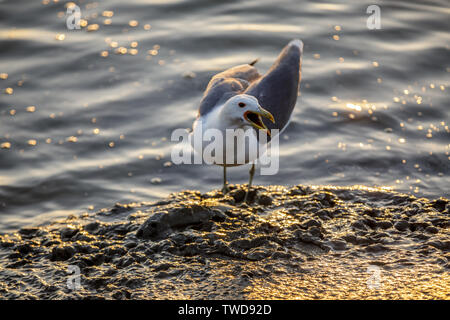 Western Gull calling 'stay away from my food' over a dead fish. Stock Photo